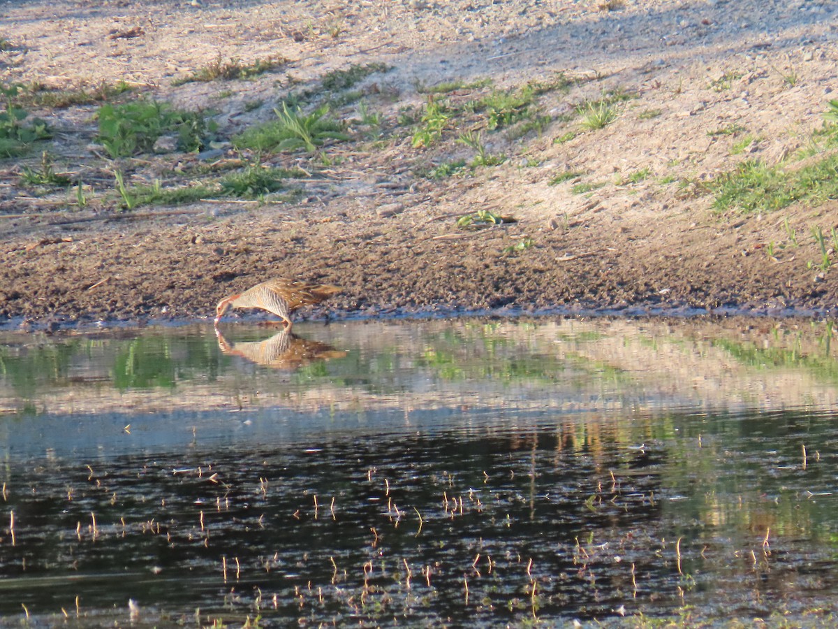 Buff-banded Rail - ML642697533