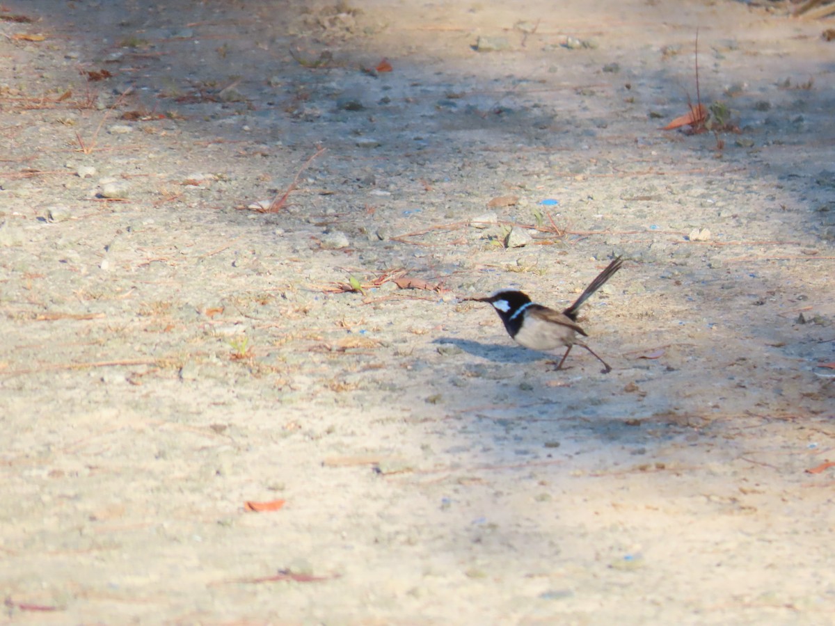 Superb Fairywren - ML642697534
