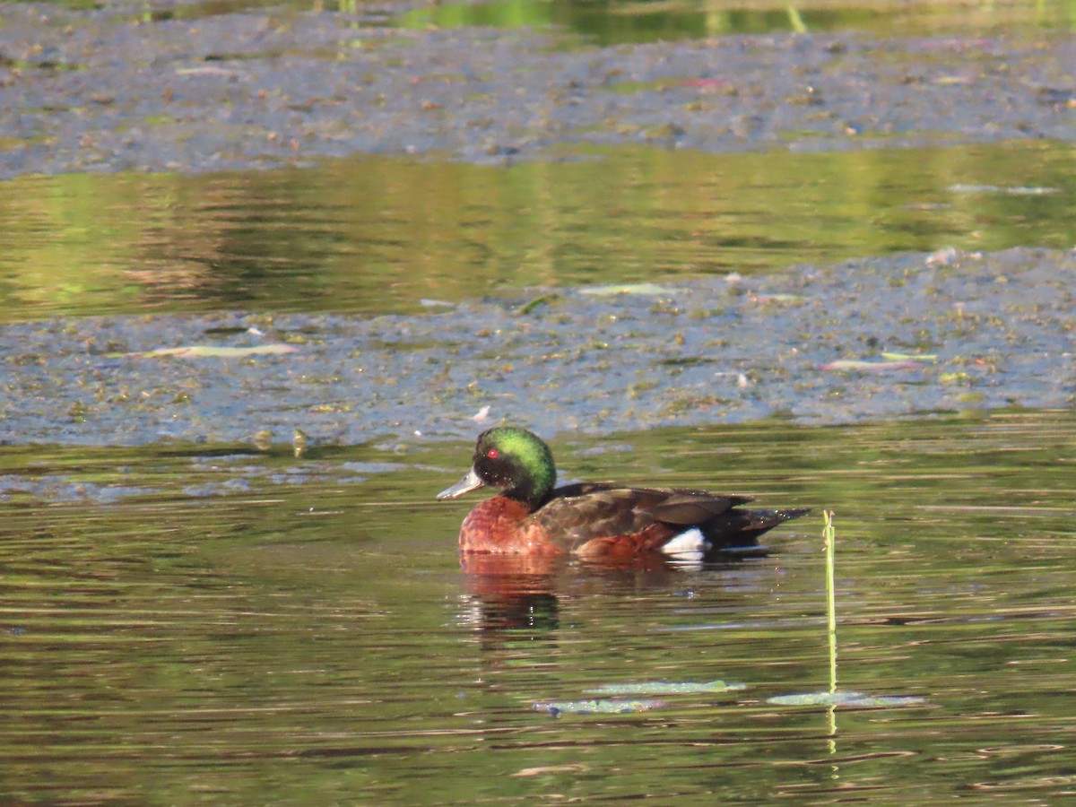 Chestnut Teal - ML642697535