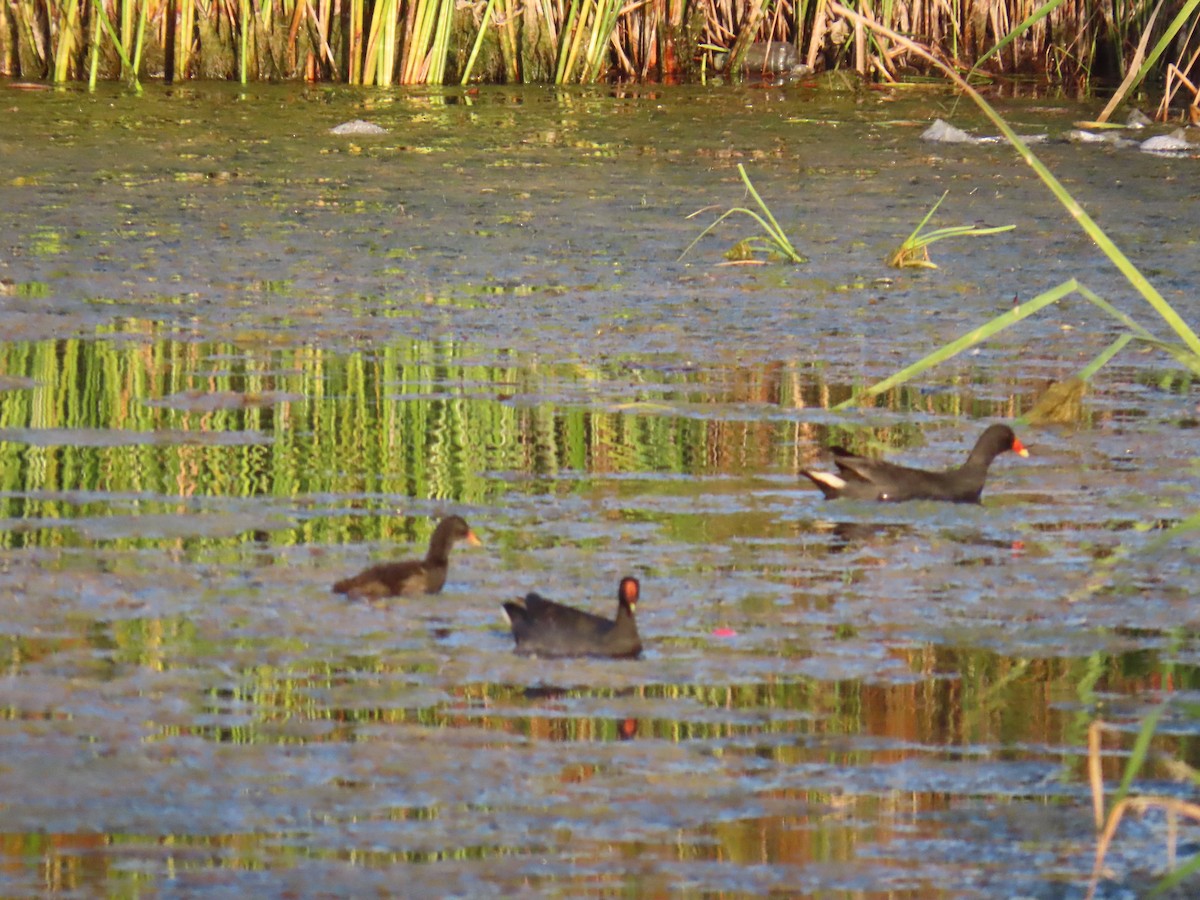 Dusky Moorhen - ML642697541