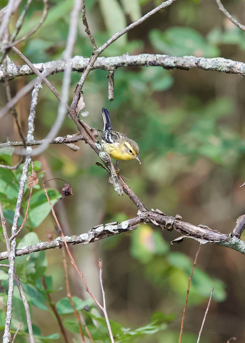 Blackburnian Warbler - ML642697542