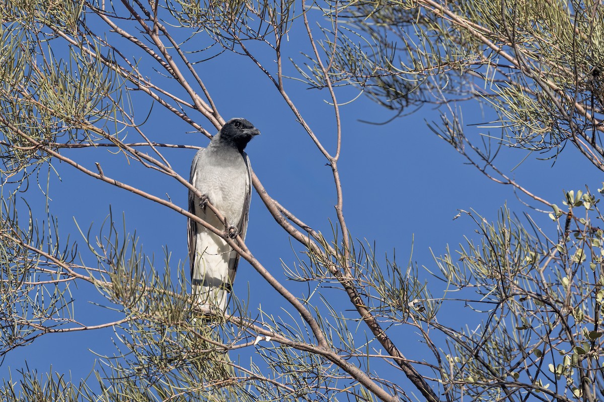 Black-faced Cuckooshrike - ML642697543