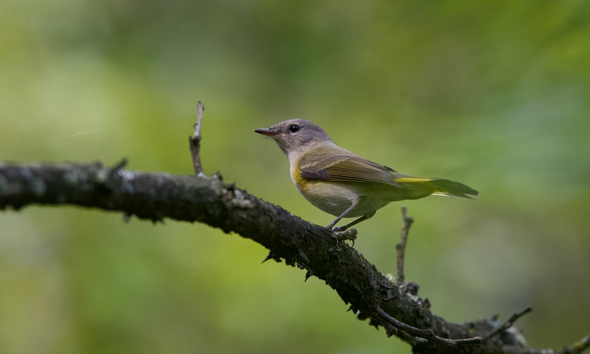 American Redstart - ML642697545