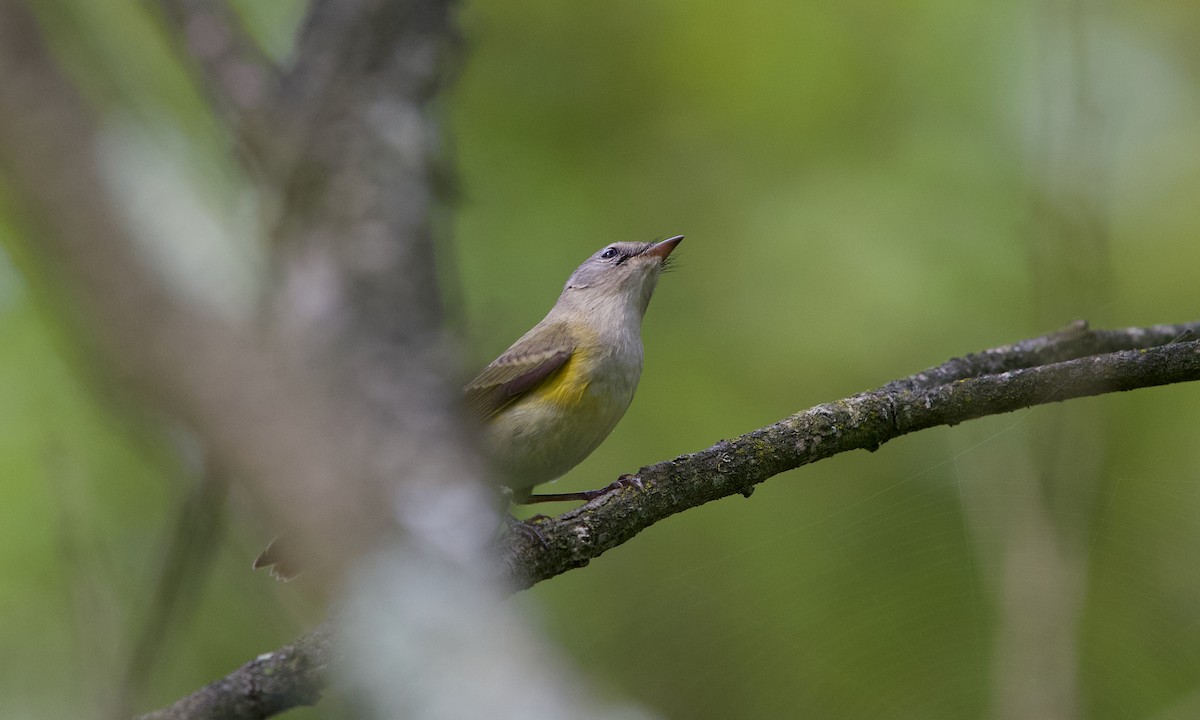 American Redstart - ML642697546