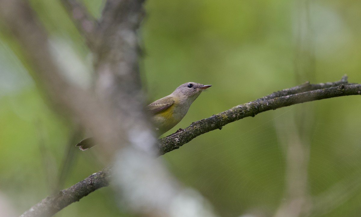 American Redstart - ML642697547