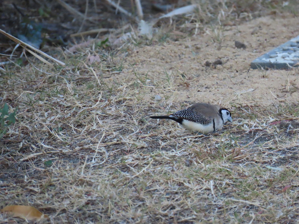 Double-barred Finch - ML642697549