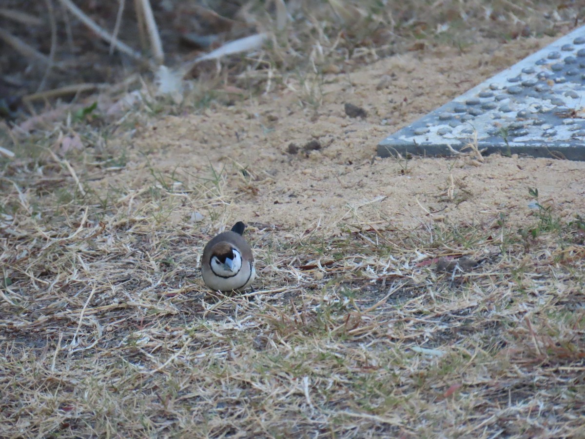 Double-barred Finch - ML642697550