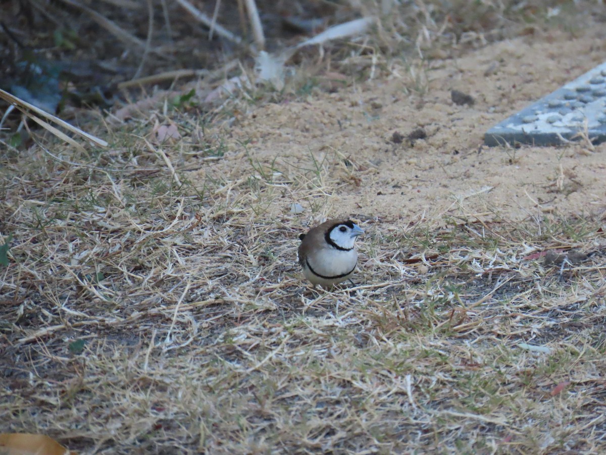 Double-barred Finch - ML642697551