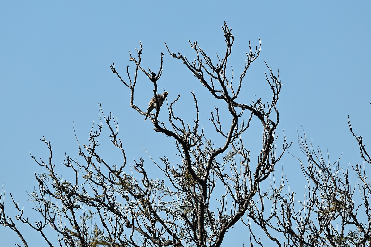 Yellow-throated Miner - ML642697552
