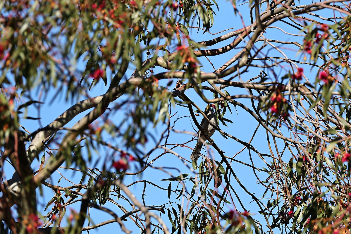 Yellow-throated Miner - ML642697553