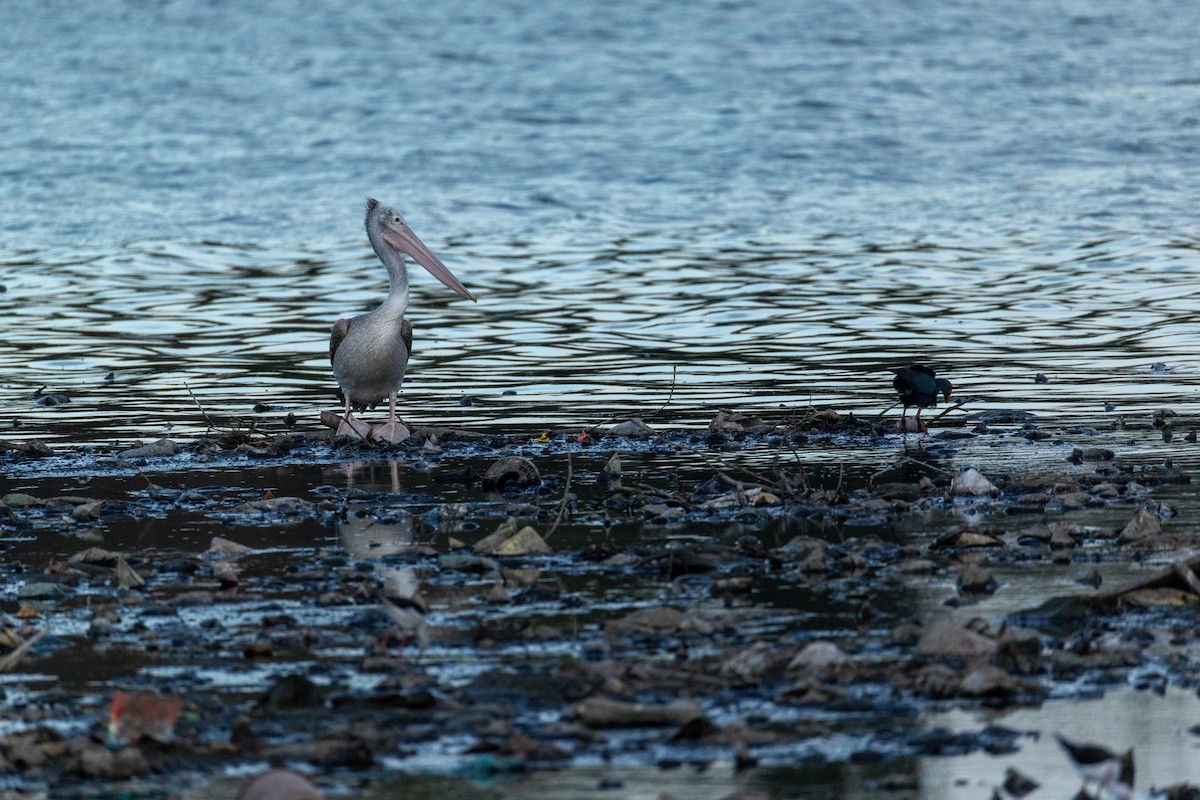 Spot-billed Pelican - ML642697555