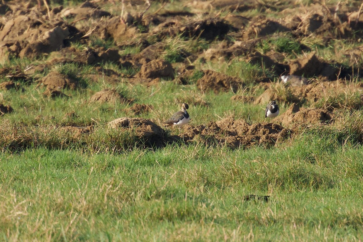 Northern Lapwing - ML642697556