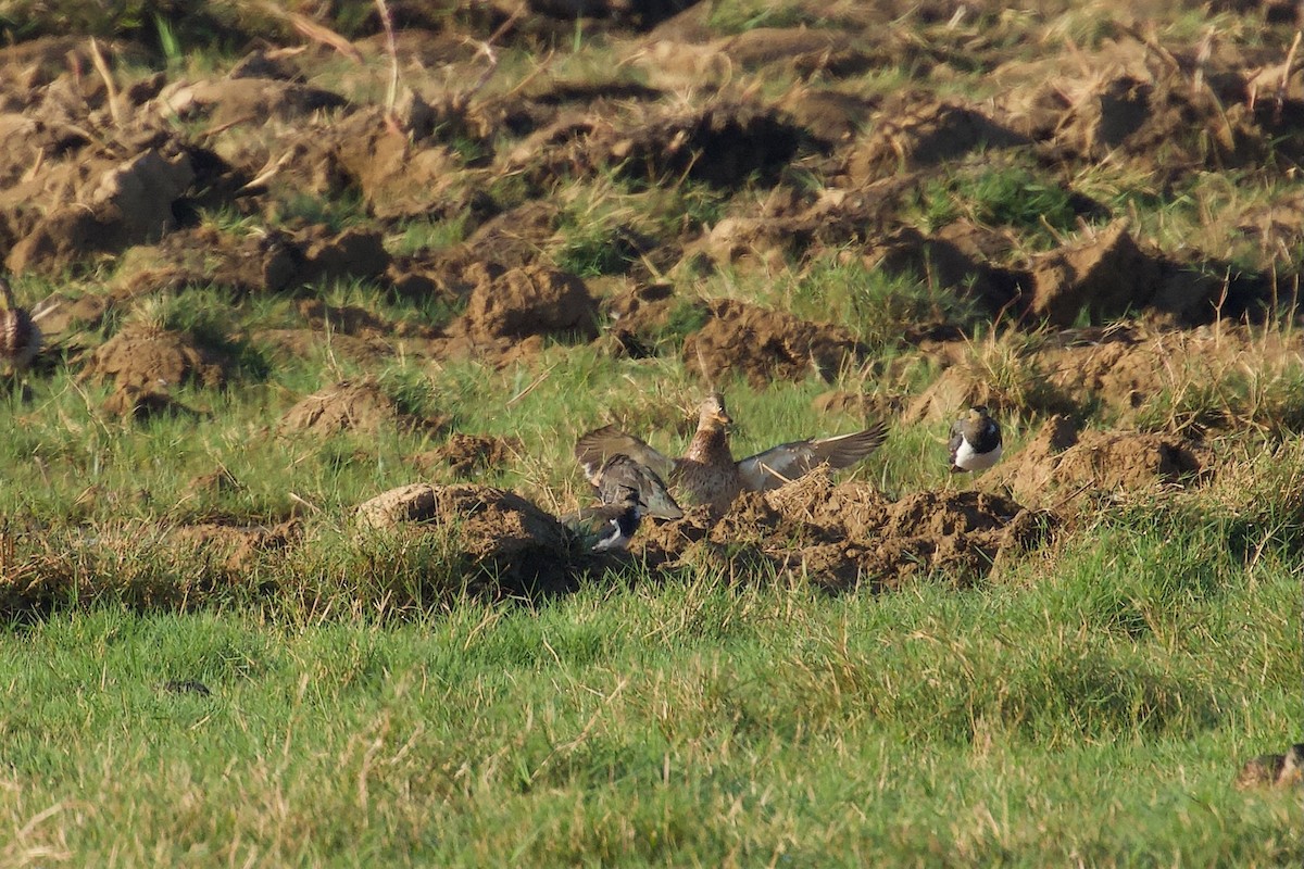 Northern Lapwing - ML642697557
