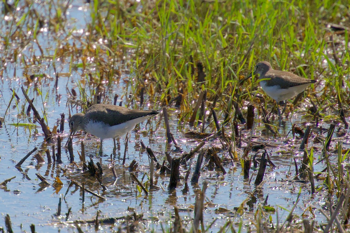 Green Sandpiper - ML642697558