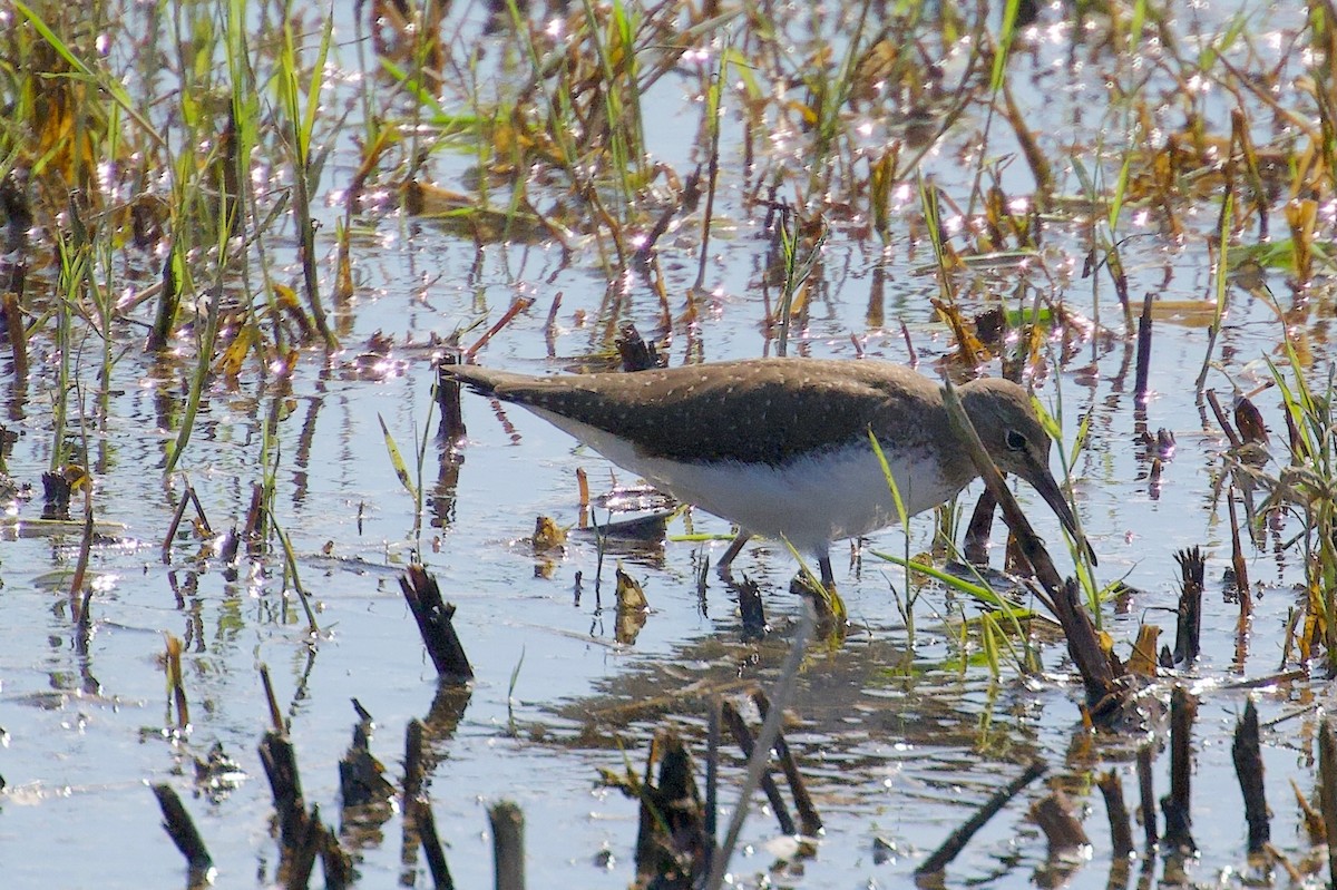 Green Sandpiper - ML642697559