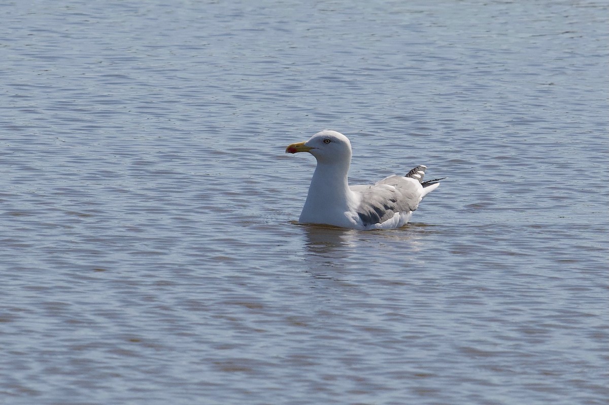 Yellow-legged Gull - ML642697561