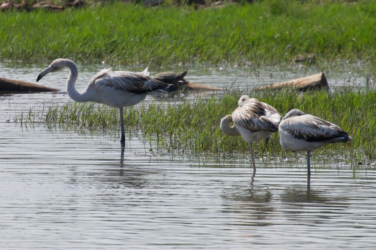 Greater Flamingo - ML642697569