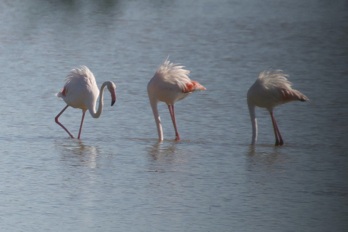 Greater Flamingo - ML642697570