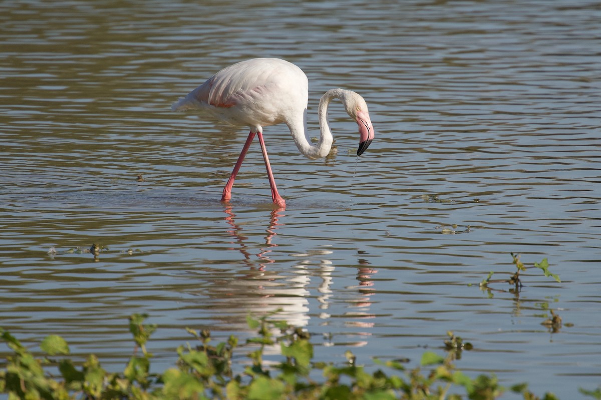 Greater Flamingo - ML642697571