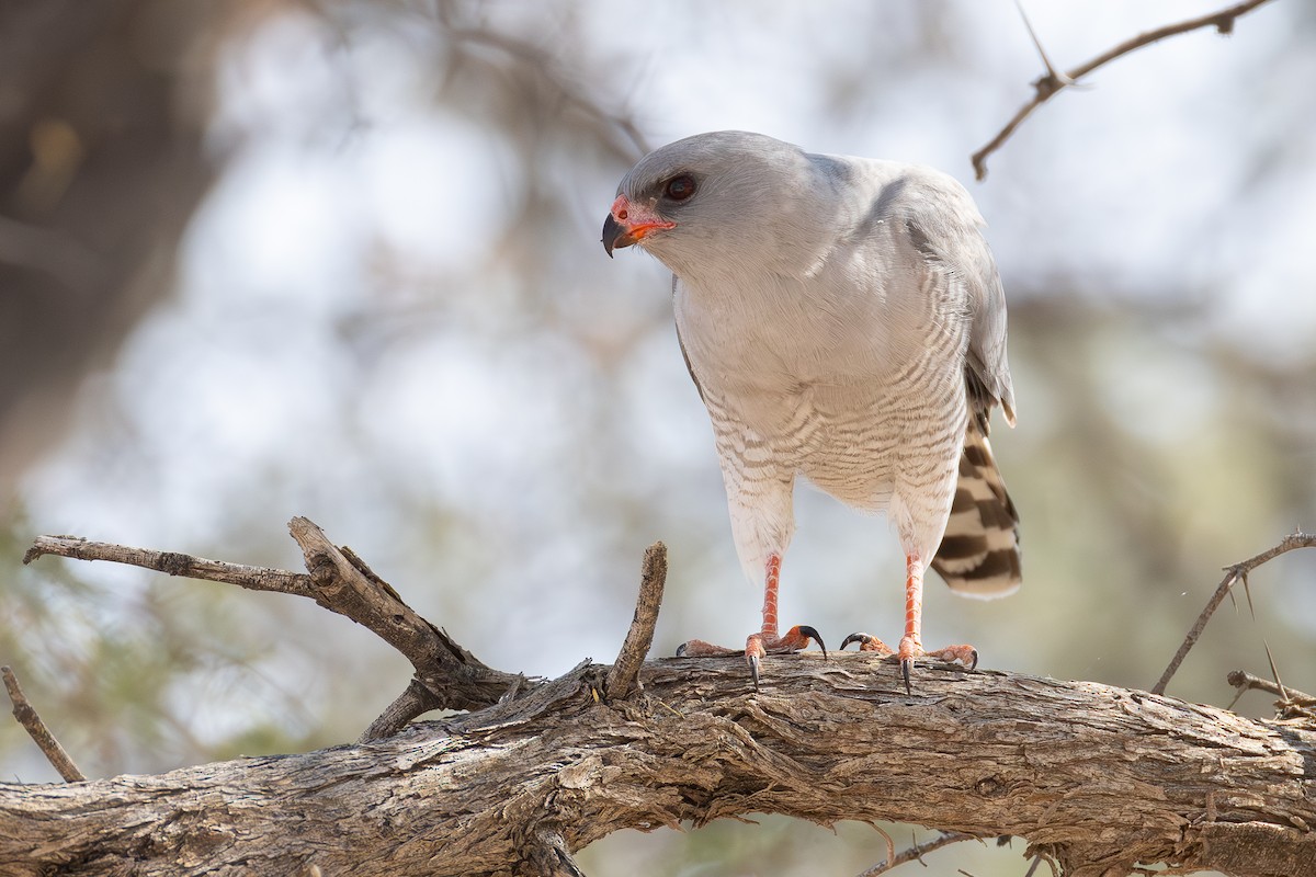 Gabar Goshawk - ML642697572