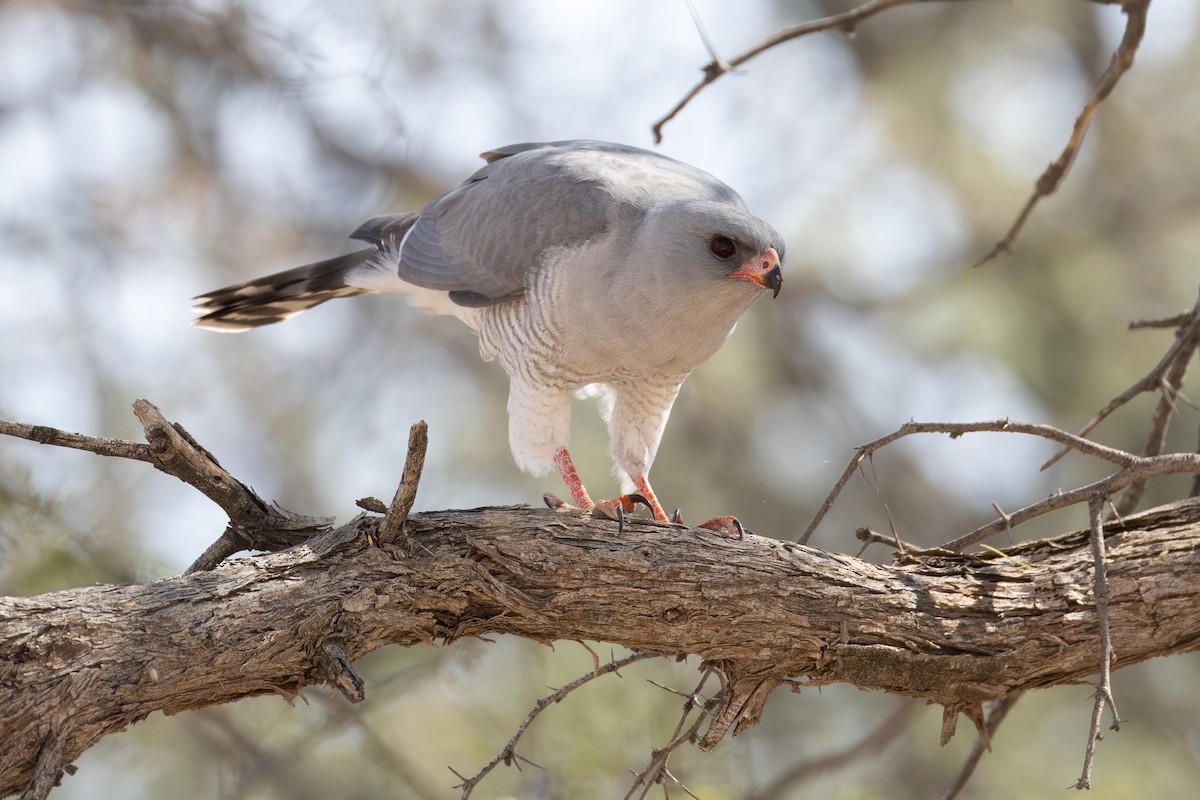 Gabar Goshawk - ML642697573