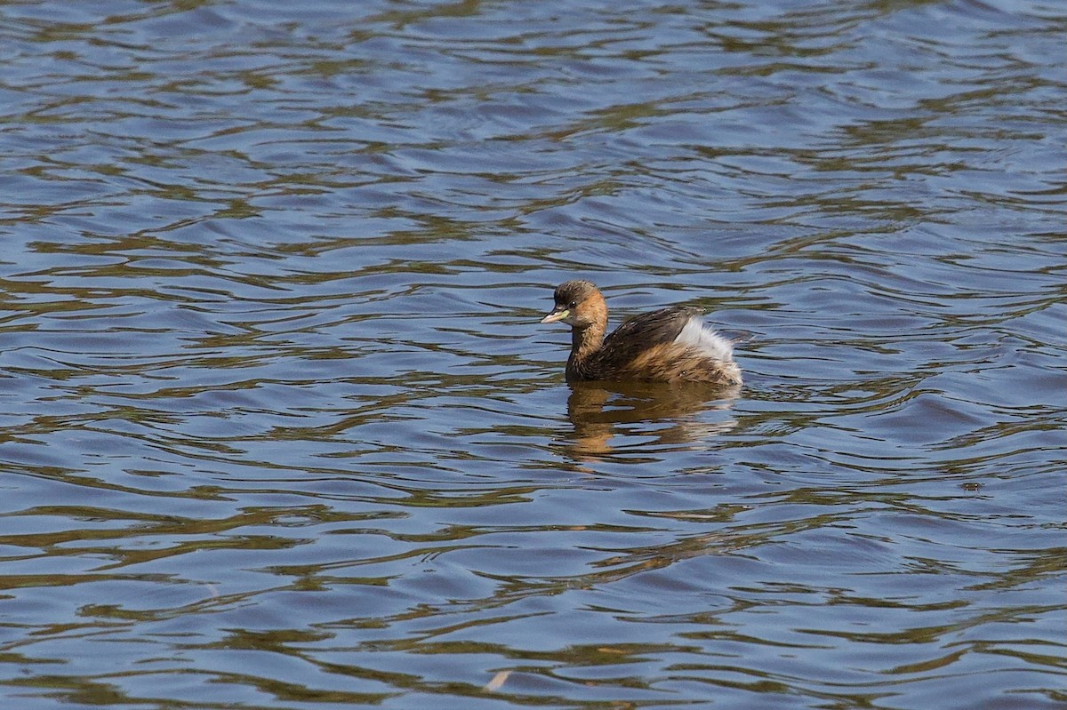 Little Grebe - ML642697575