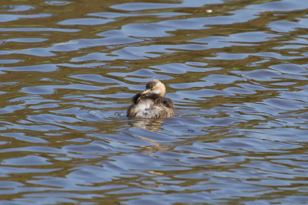 Little Grebe - ML642697576