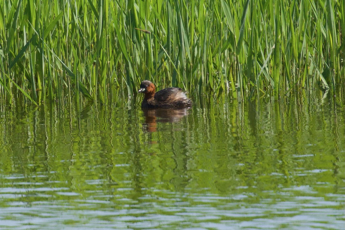 Little Grebe - ML642697577
