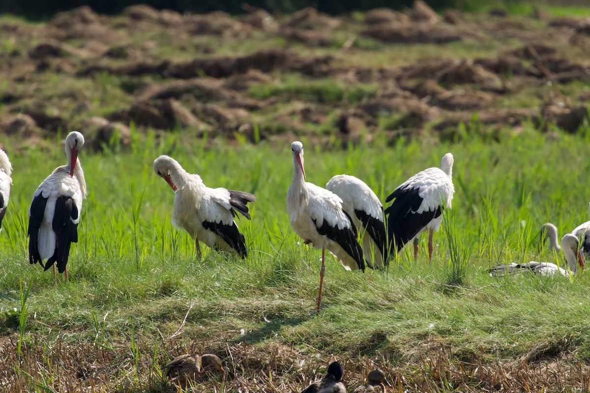 White Stork - ML642697578