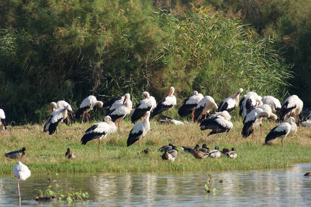 White Stork - ML642697579