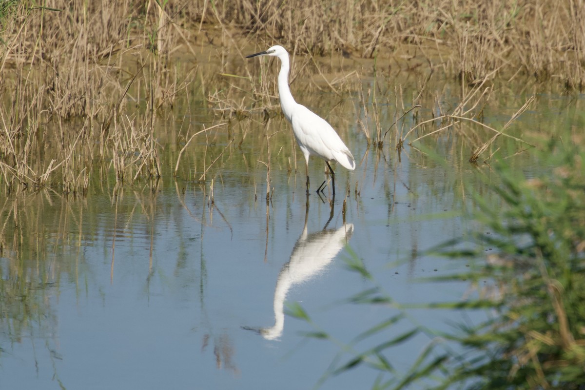 Little Egret - ML642697580