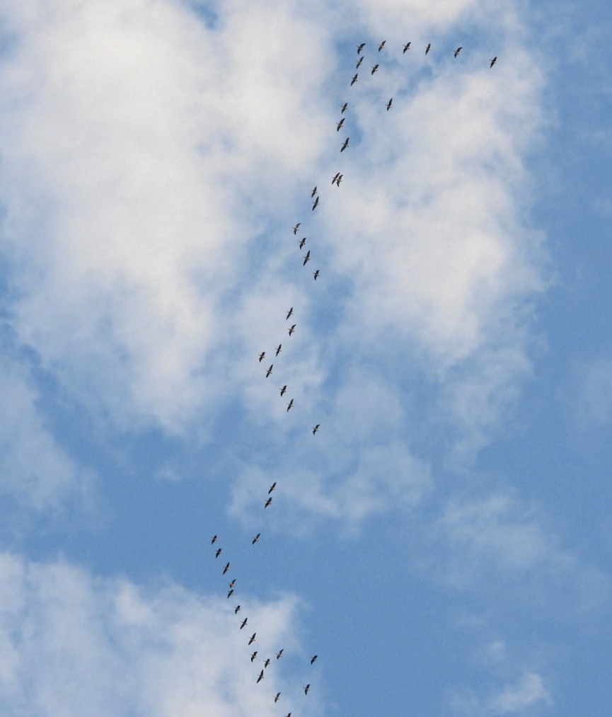 Pink-footed Goose - ML642697582