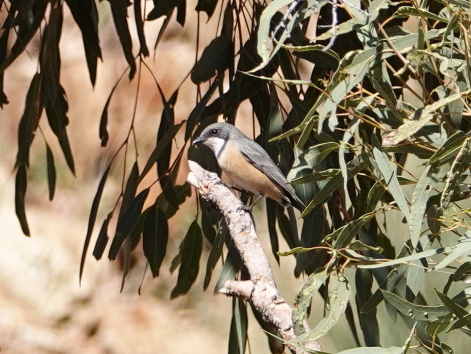 Rufous Whistler - ML642697583