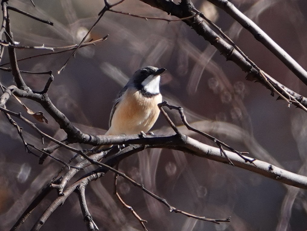 Rufous Whistler - ML642697584