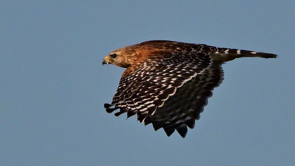 Red-shouldered Hawk - ML642697585