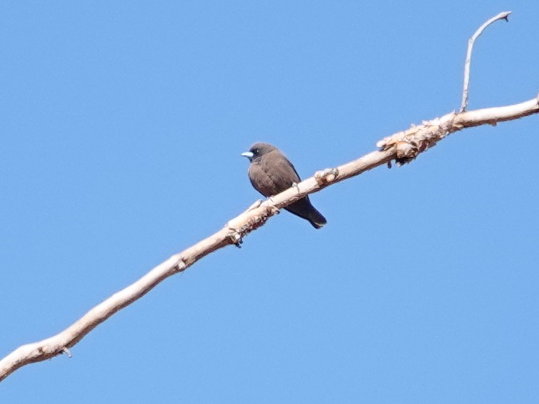 Little Woodswallow - ML642697587