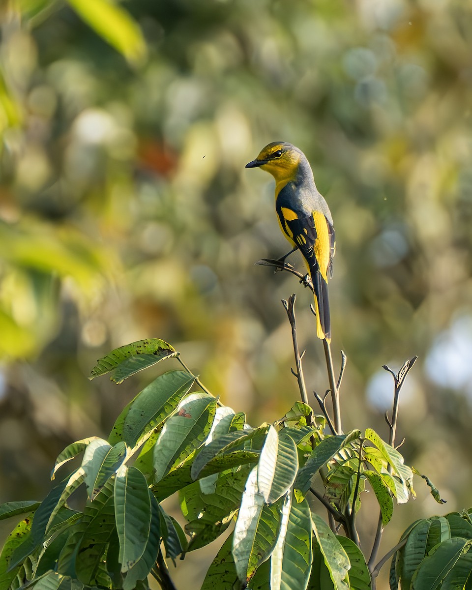 Scarlet Minivet - ML642697619