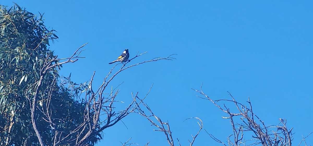 White-cheeked Honeyeater - ML642697620