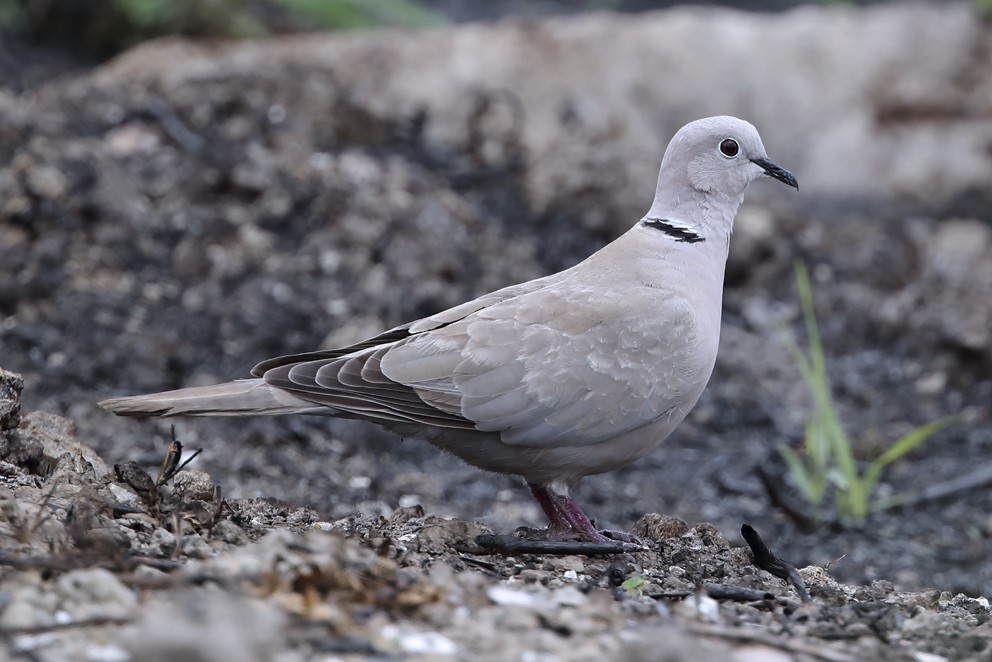 Eurasian Collared-Dove - ML642697621