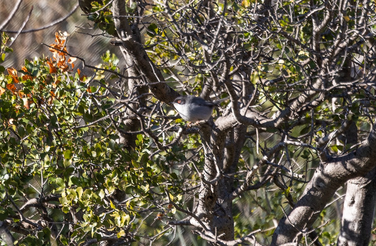 Sardinian Warbler - ML642697625