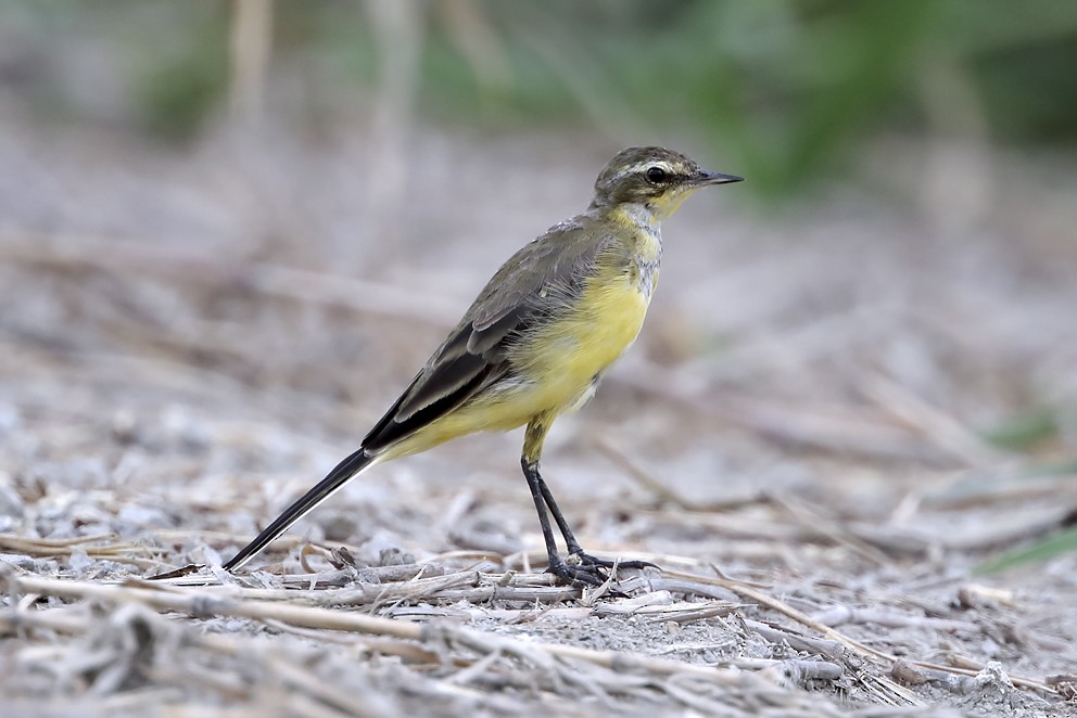 Eastern Yellow Wagtail (Eastern) - ML642697626