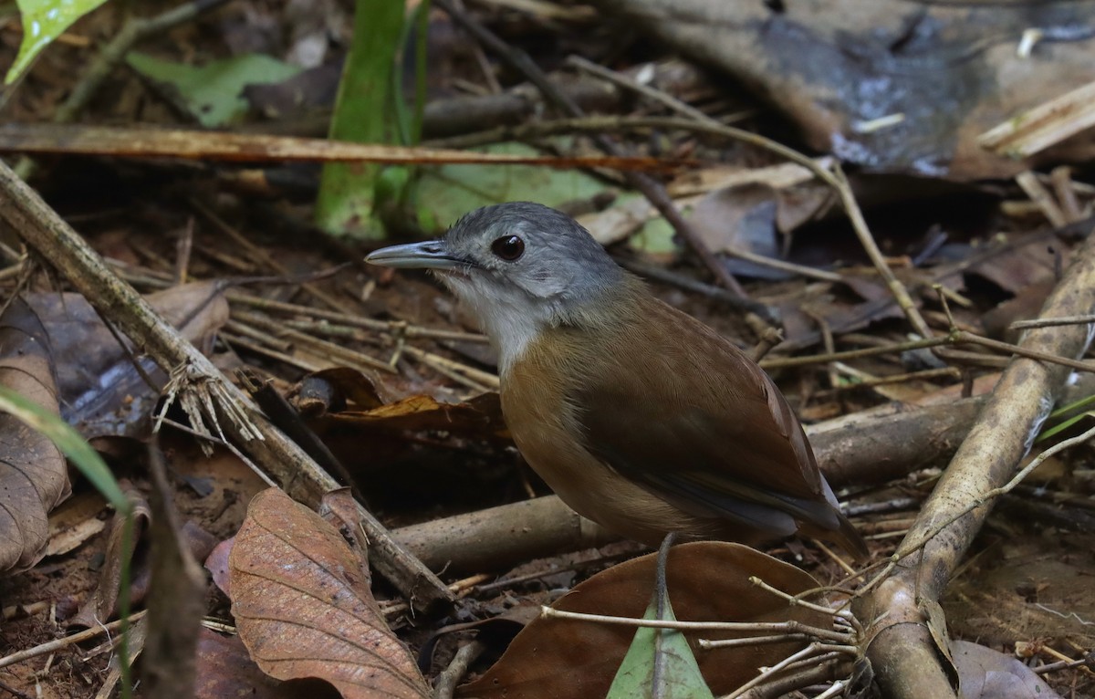 Ashy-headed Babbler - ML642697627