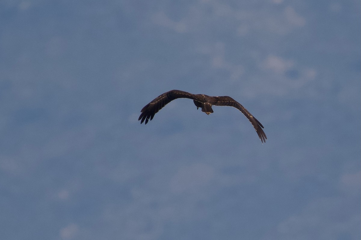 Common Buzzard - ML642697628