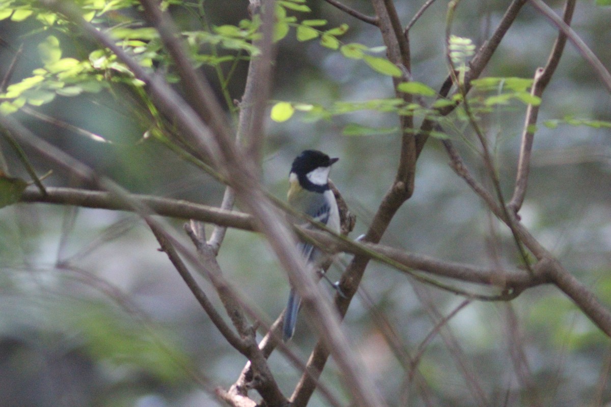 Asian Tit - ML642697629