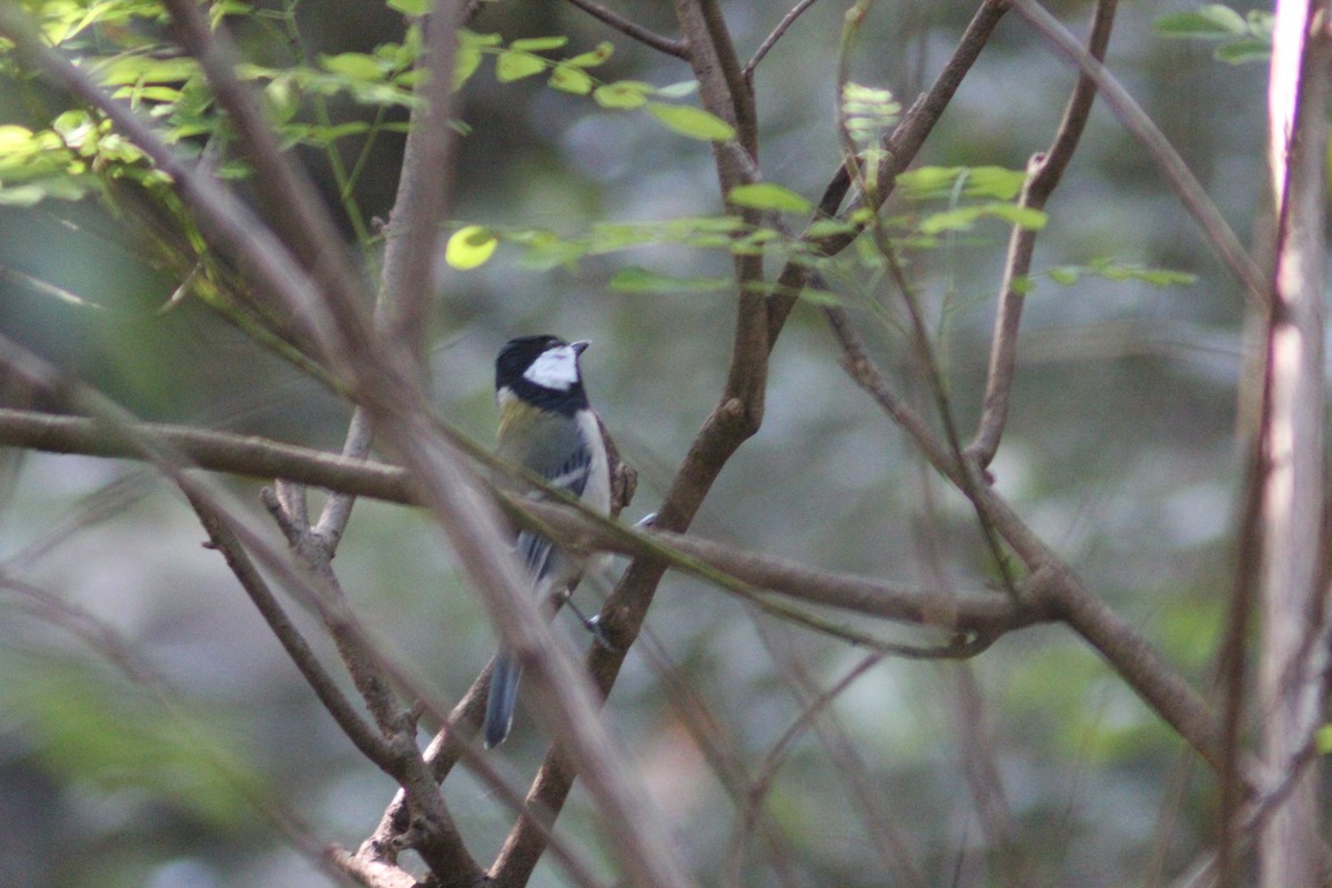 Asian Tit - ML642697630