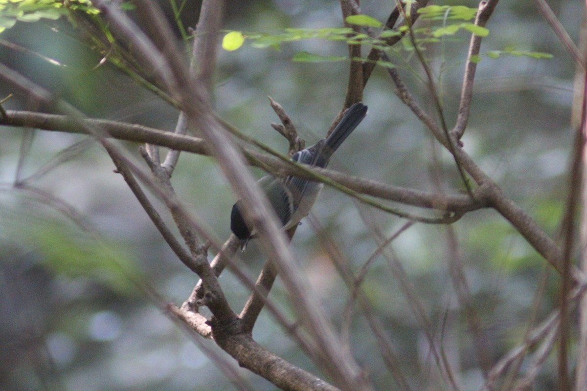 Asian Tit - ML642697631