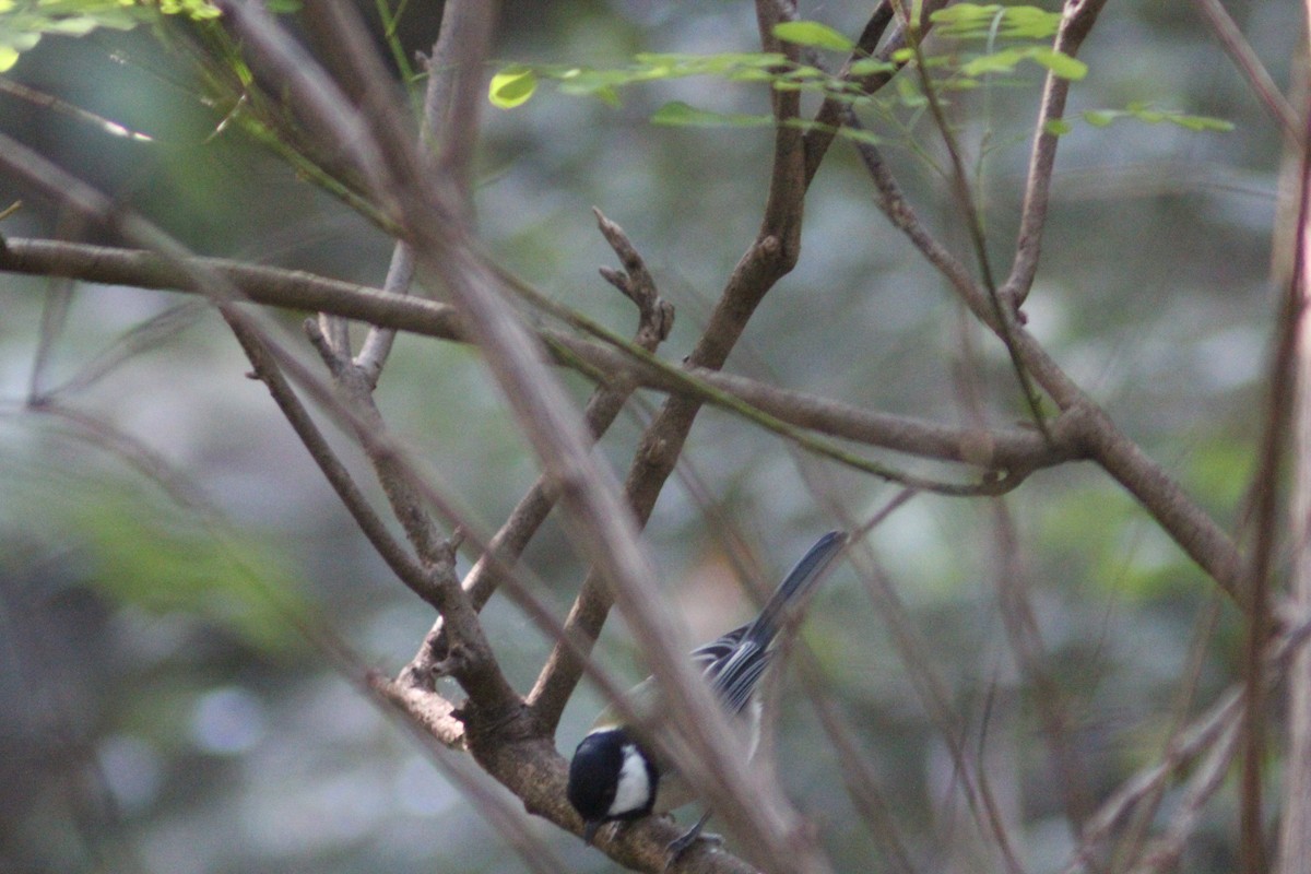 Asian Tit - ML642697632
