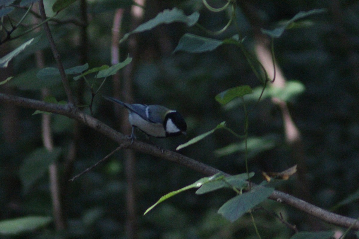Asian Tit - ML642697633