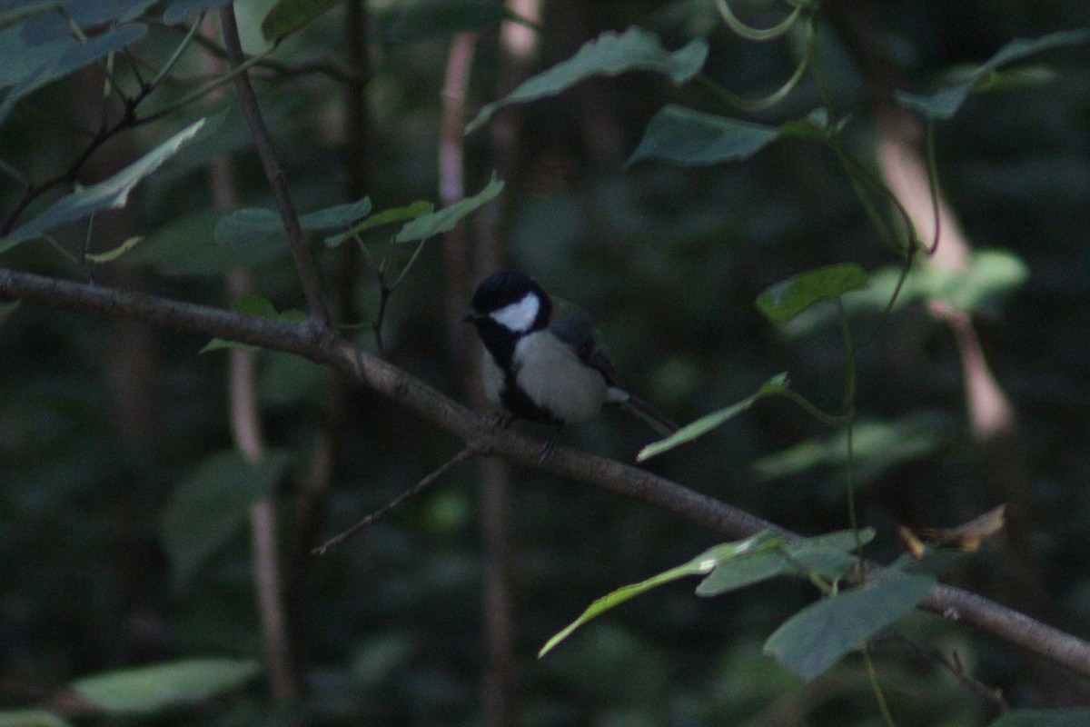 Asian Tit - ML642697634