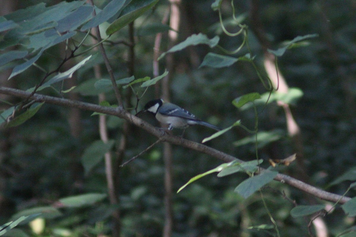 Asian Tit - ML642697635